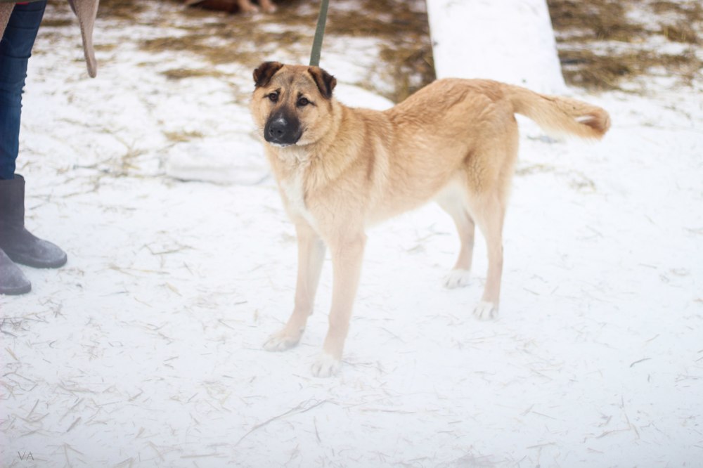 Собака Лайма - Первоуральское Городское Общество Защиты Животных