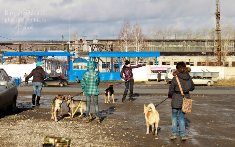 волонтеры с собаками стоят