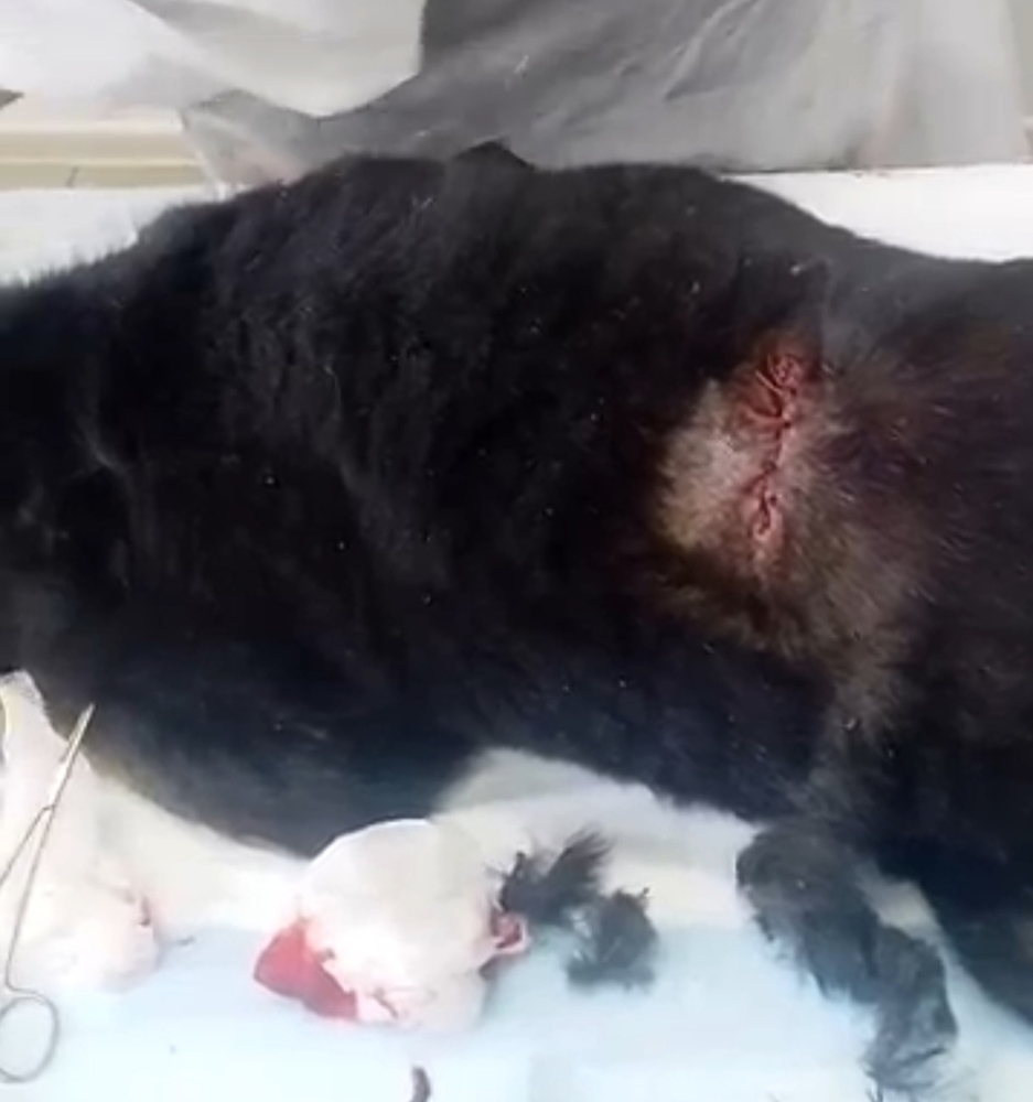 f7-8R547AC4yUSnYIQmiCMJbp-fuC9_wJyuUt8zW